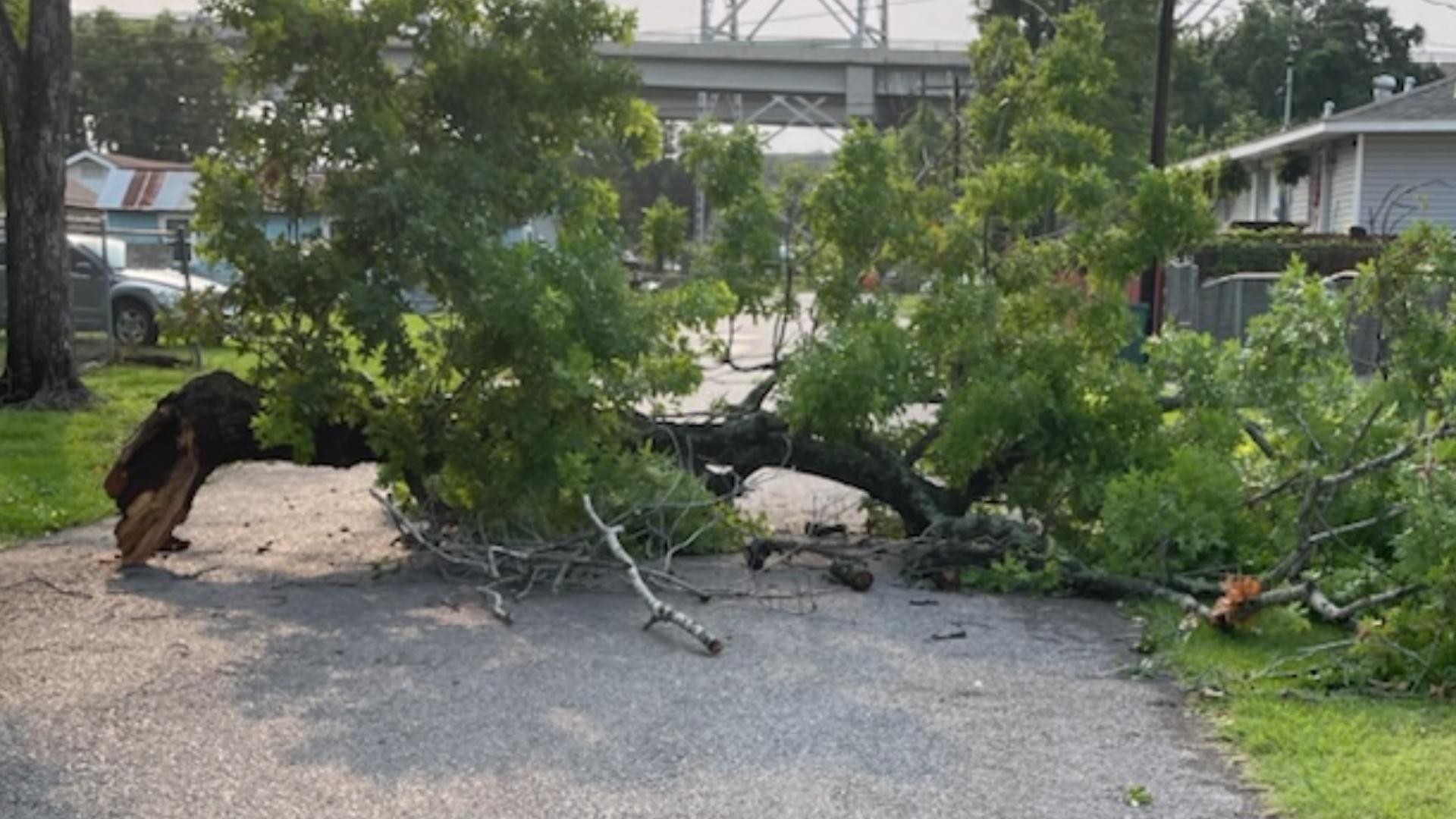 Videos, images show tropical storm level winds, tree damage | wwltv.com