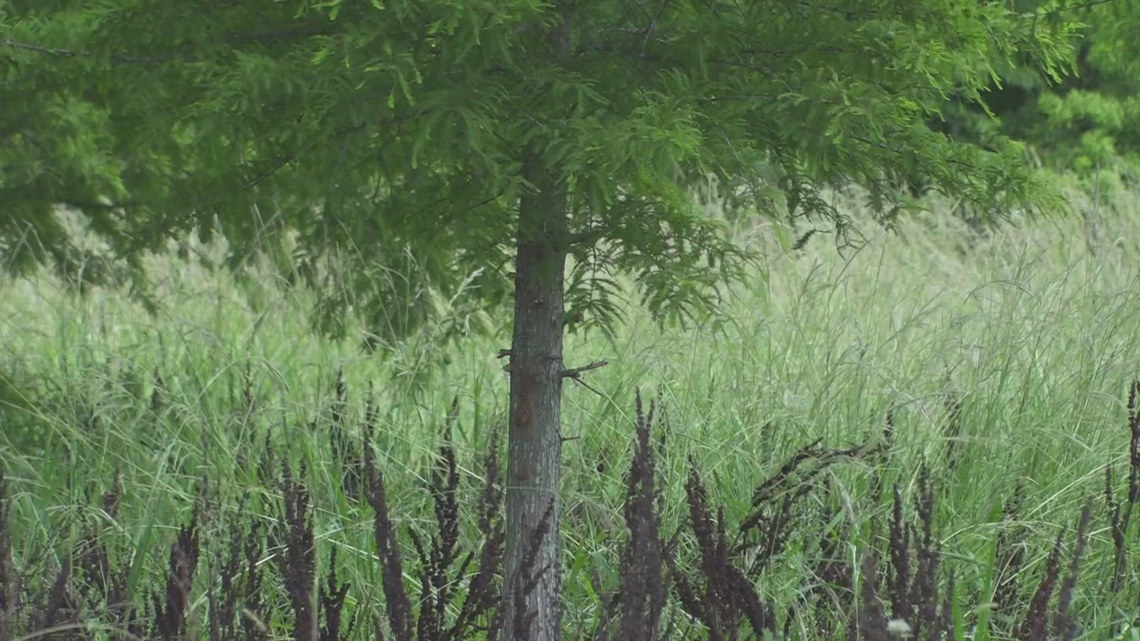 City Park neighbors concerned about a den of coyotes - Vimarsana News