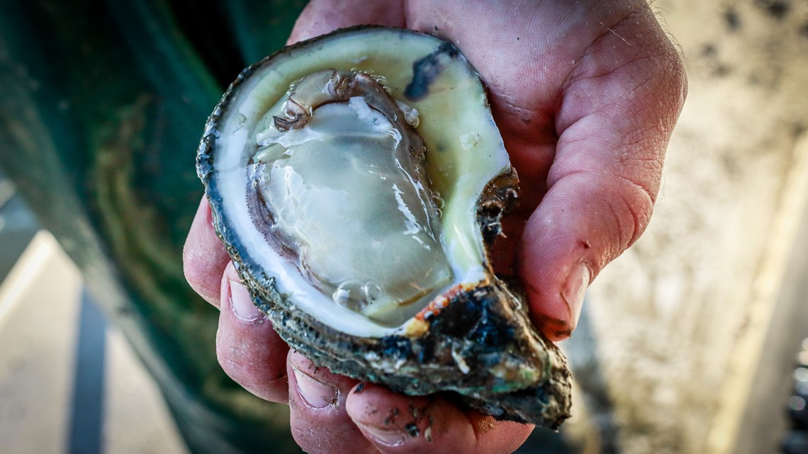 Hurricane Ida the latest blow to Louisiana's oyster industry - Vimarsana News
