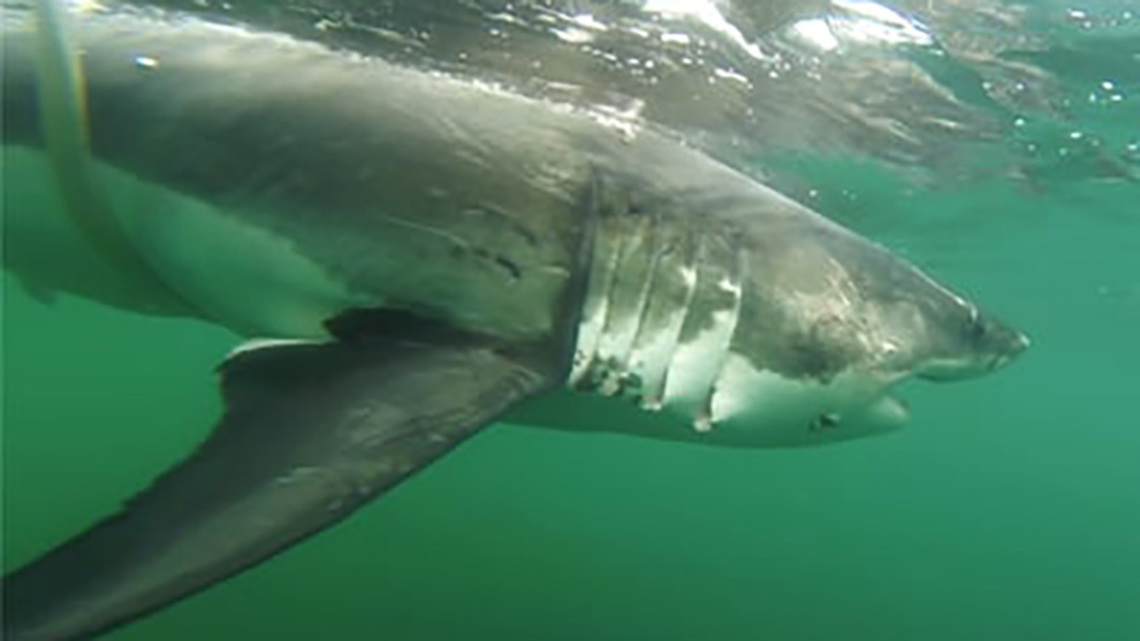 1,000-pound great white detected off Louisiana coast