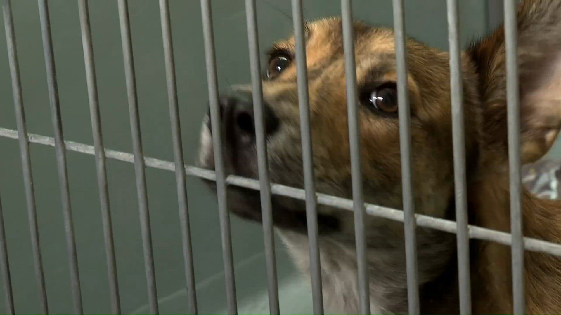 Louisiana SPCA addresses concerns over private donation use as stray animal numbers rise