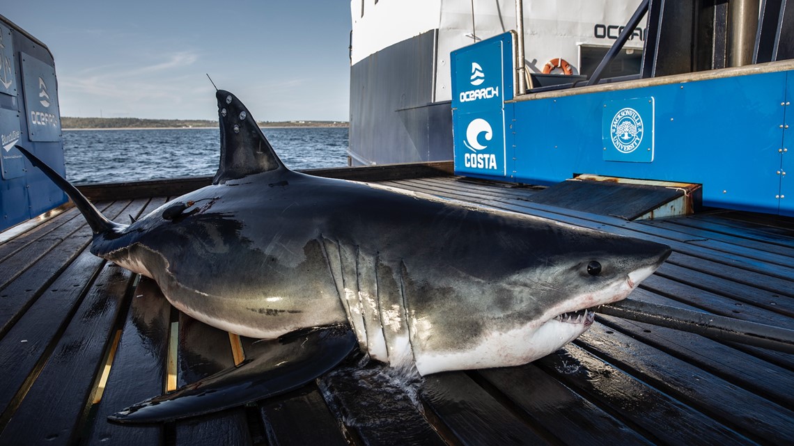 Great white shark detected less than one nautical mile from beach
