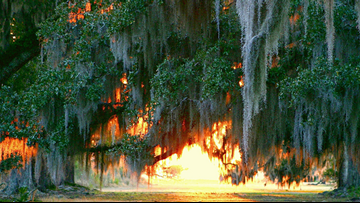 State Parks In Louisiana With Cabins