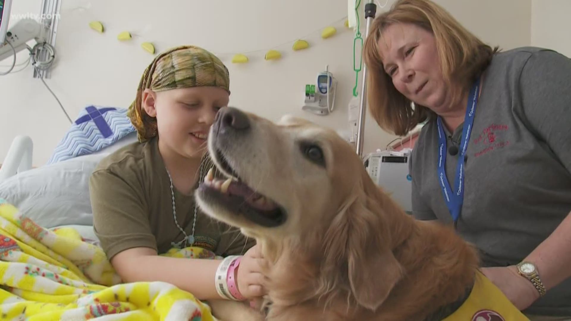 Dogs making the rounds at local hospitals to help patients