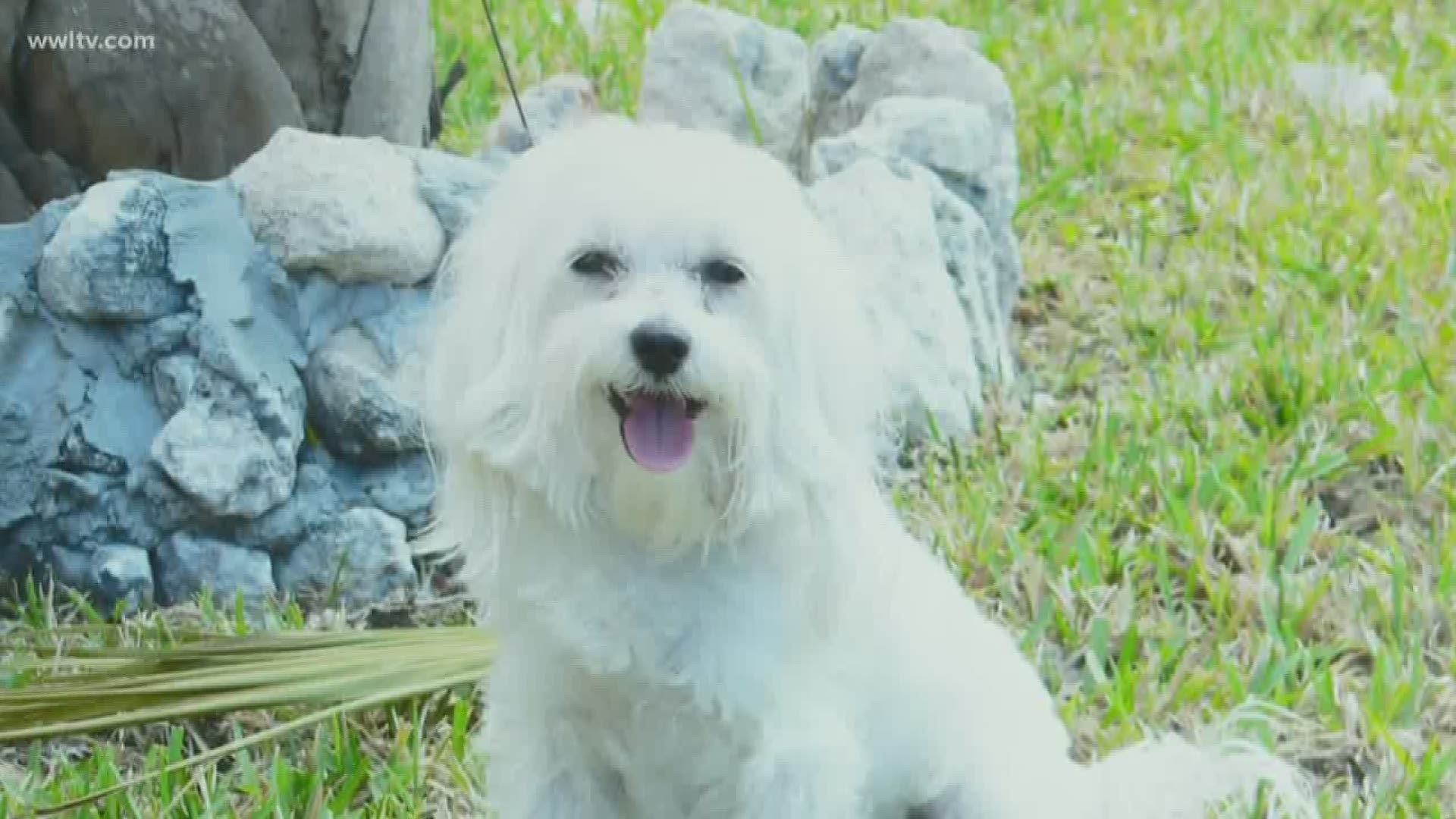 A Slidell family is in disbelief after the loss of their family pet.