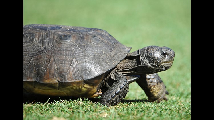 Endangered status sought for gopher tortoise in 4 states