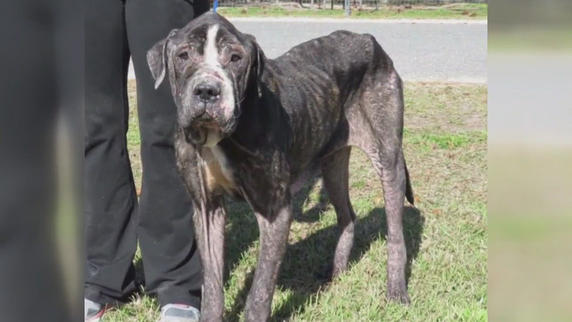 Metairie couple arrested after dogs found emaciated 