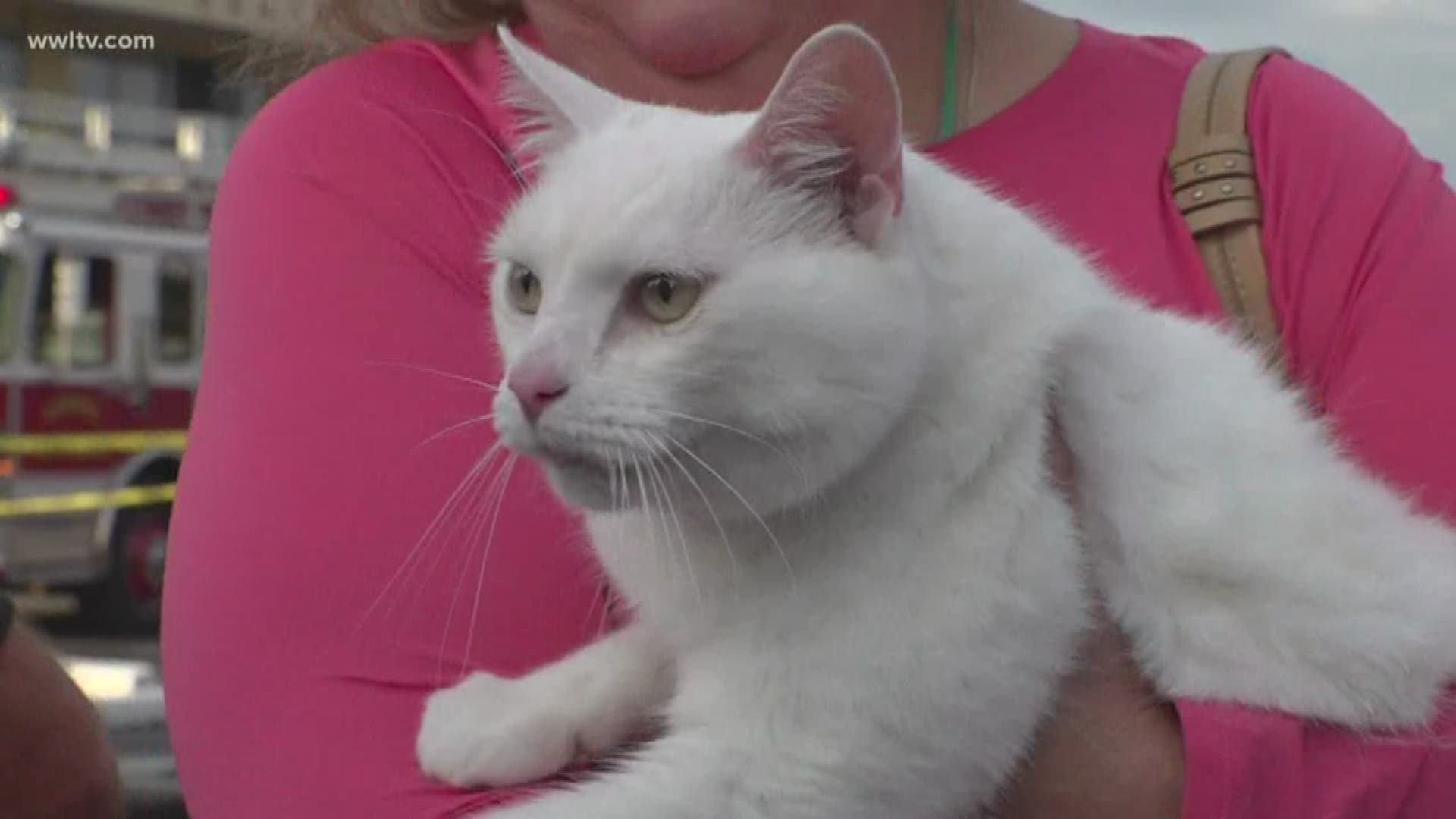 It was a happy reunion on live television when a cat was reunited with its owner after a fire.
