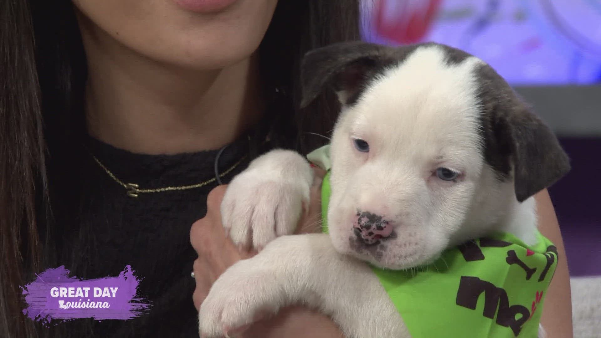 We check out everything the Northshore Humane Society has going on this summer, from fun for kids to a beer fest for adults!