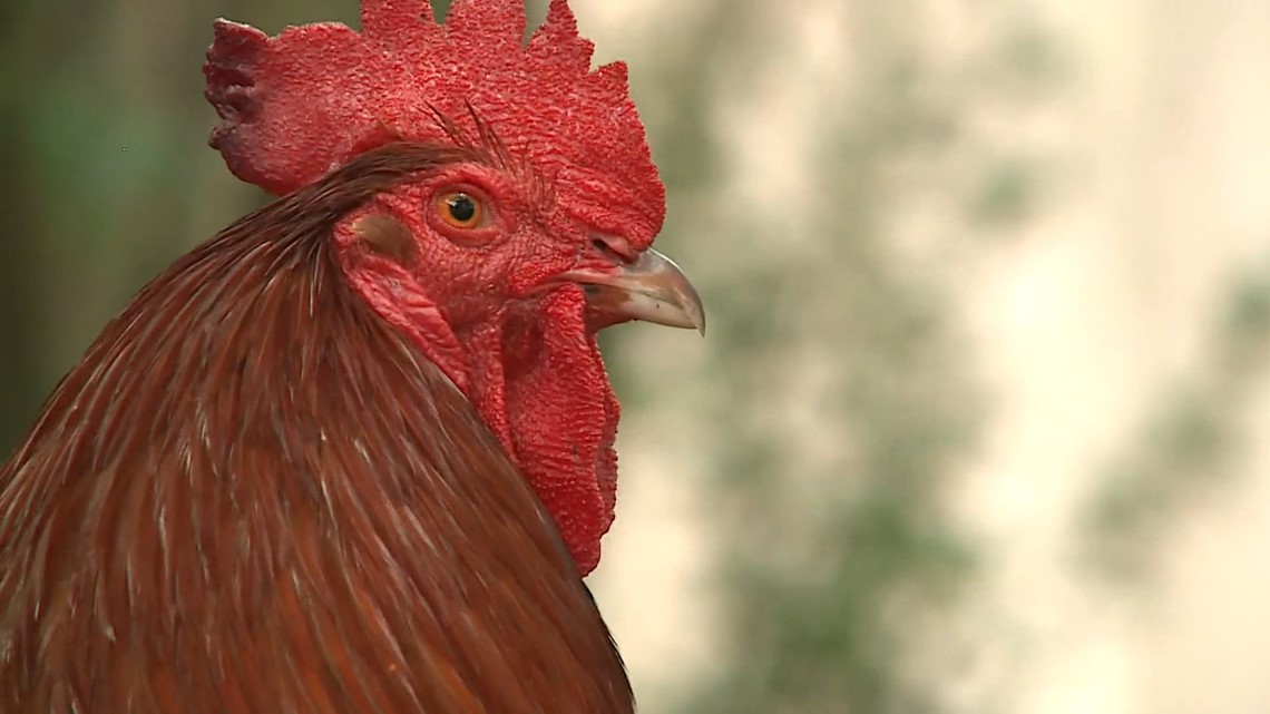 The Legend of Madisonville's Jailbird rooster lives on