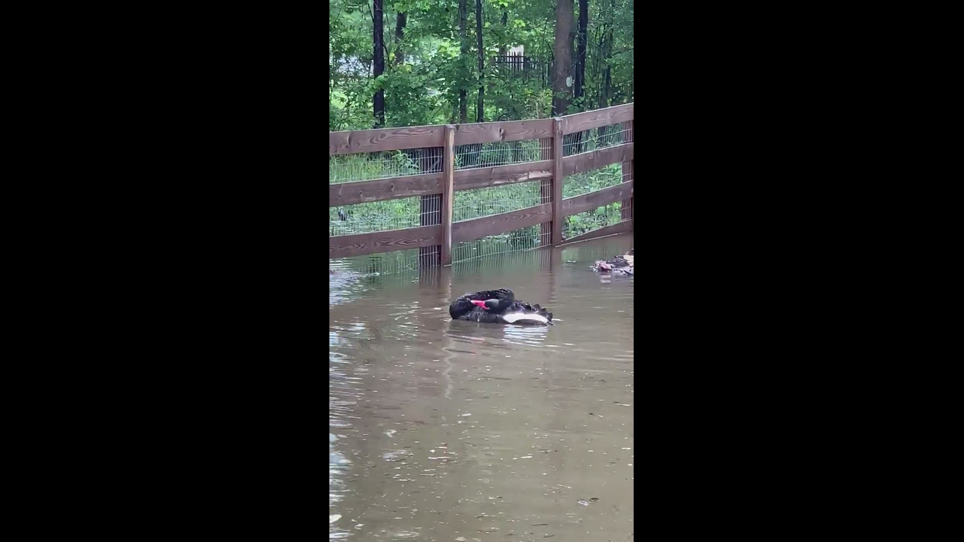 Video captured in the Cedar Creek subdivision in Madisonville of wildlife