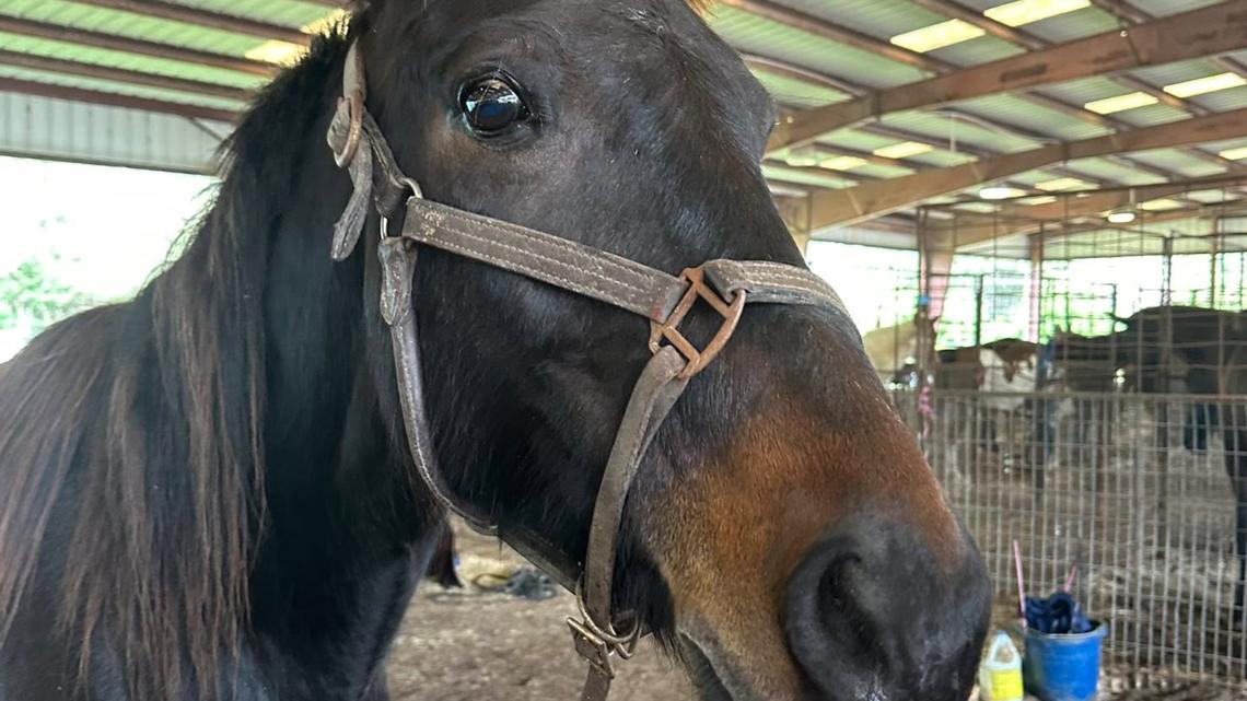 Humane Society of LA launches 2026 Mardi Gras Horse adoption program, aims to find forever homes for parade horses