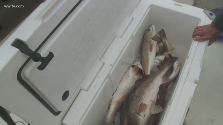 Fish & Game: Finding winter redfish at Shell Beach