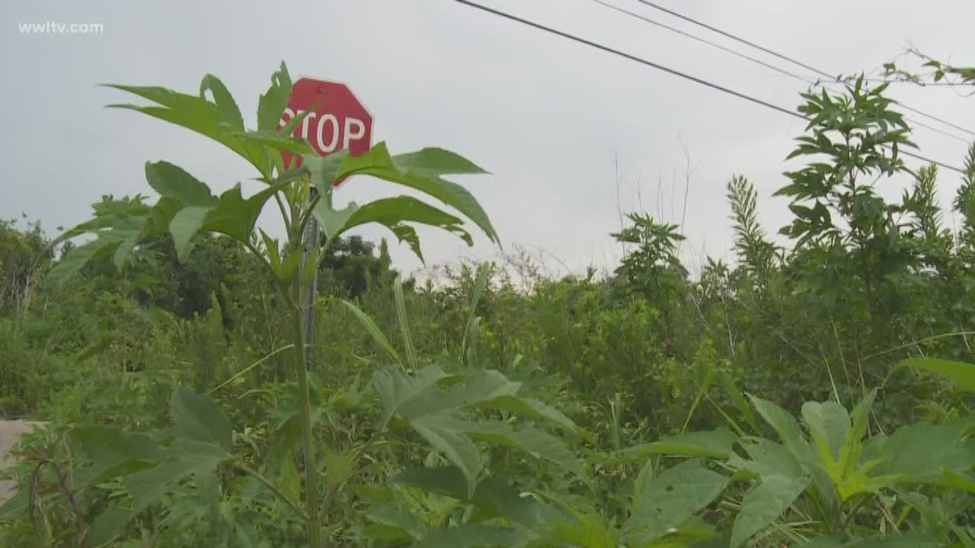Residents say the overgrown lots not only make it difficult to see, but it is dangerous. 