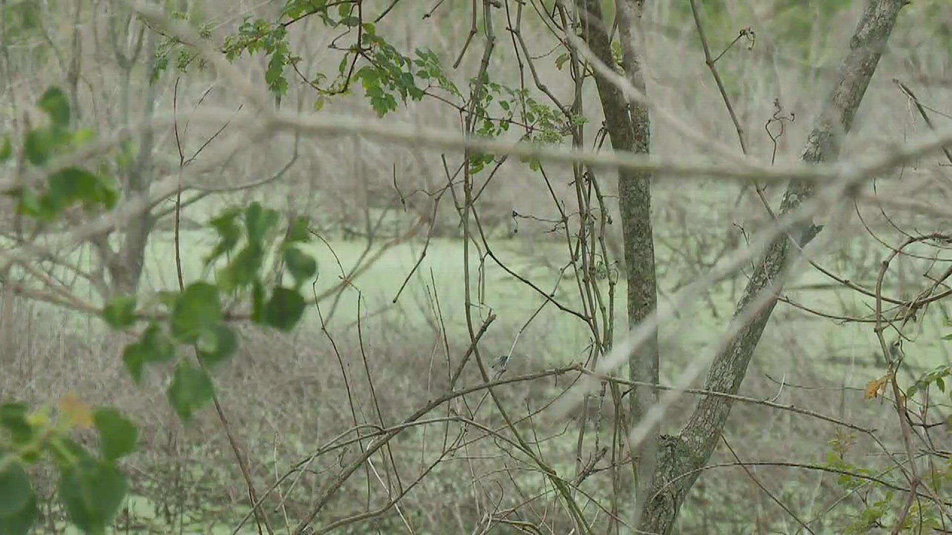 Residents talk about concerns about overgrowth of swamp near the Oak Island neighborhood.