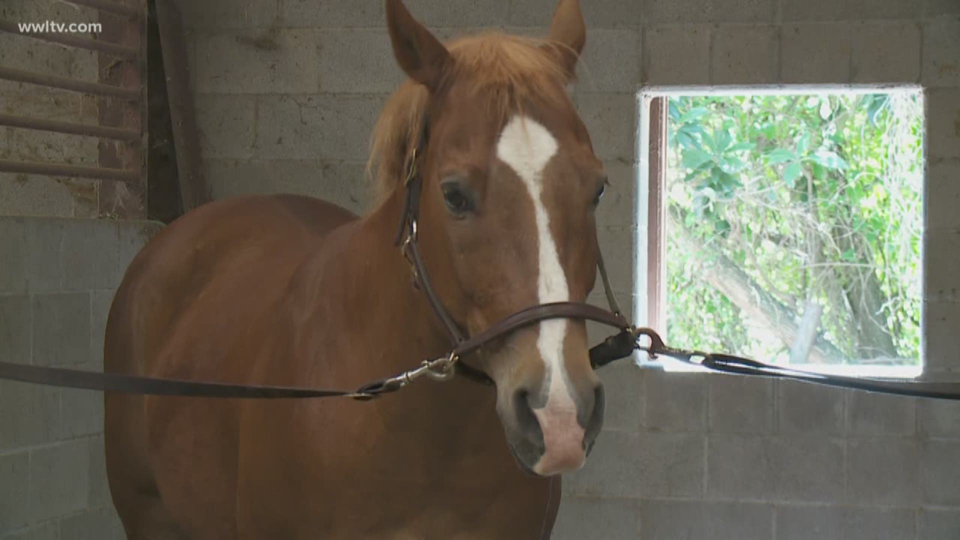 When a horse was stolen from an Algiers stable, it was the outrage on social media that helped find him two states away. 