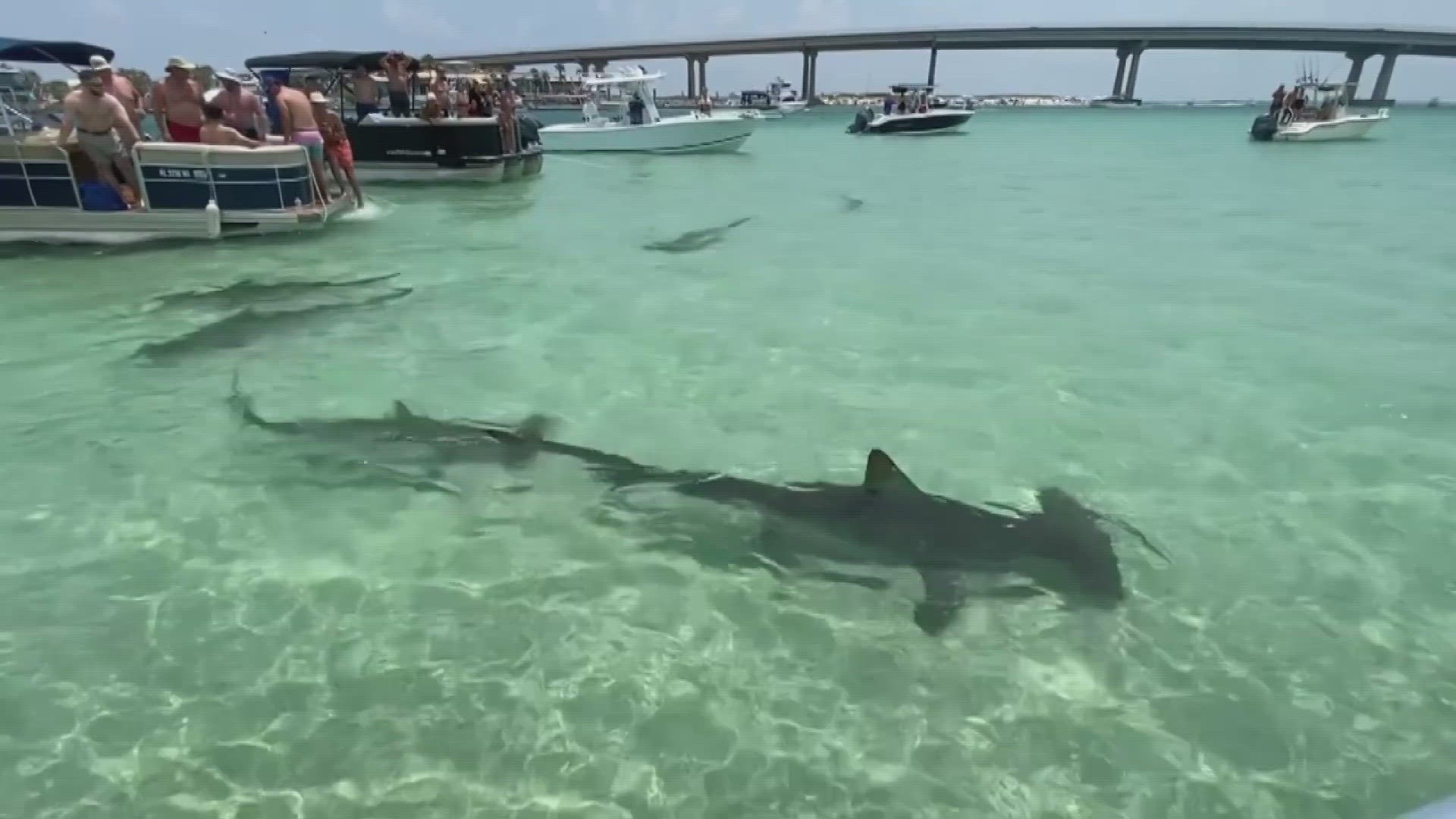 Hammerhead sharks were near boaters and swimmers in Orange Beach, while a bear - yes, a bear - was spotted on the beach in Destin.