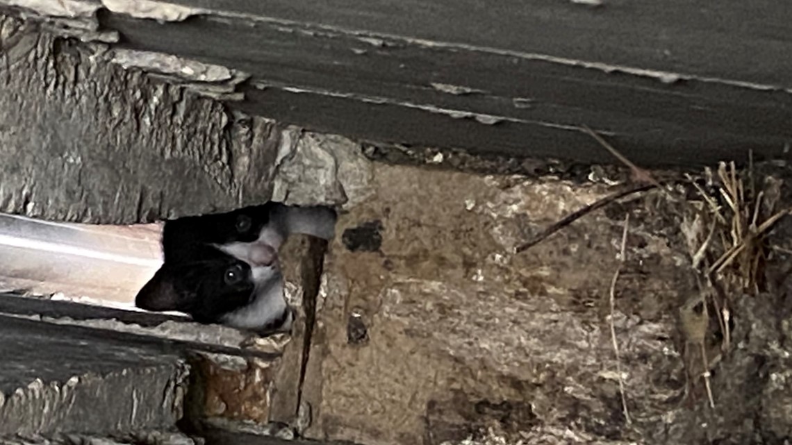 Kitten rescued on Westbank Expressway - Vimarsana News