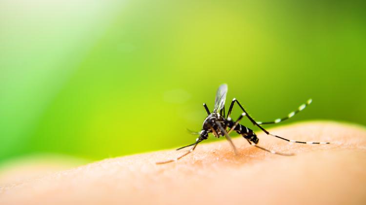 Jefferson Parish spraying for mosquitoes on the West Bank, here's what ...