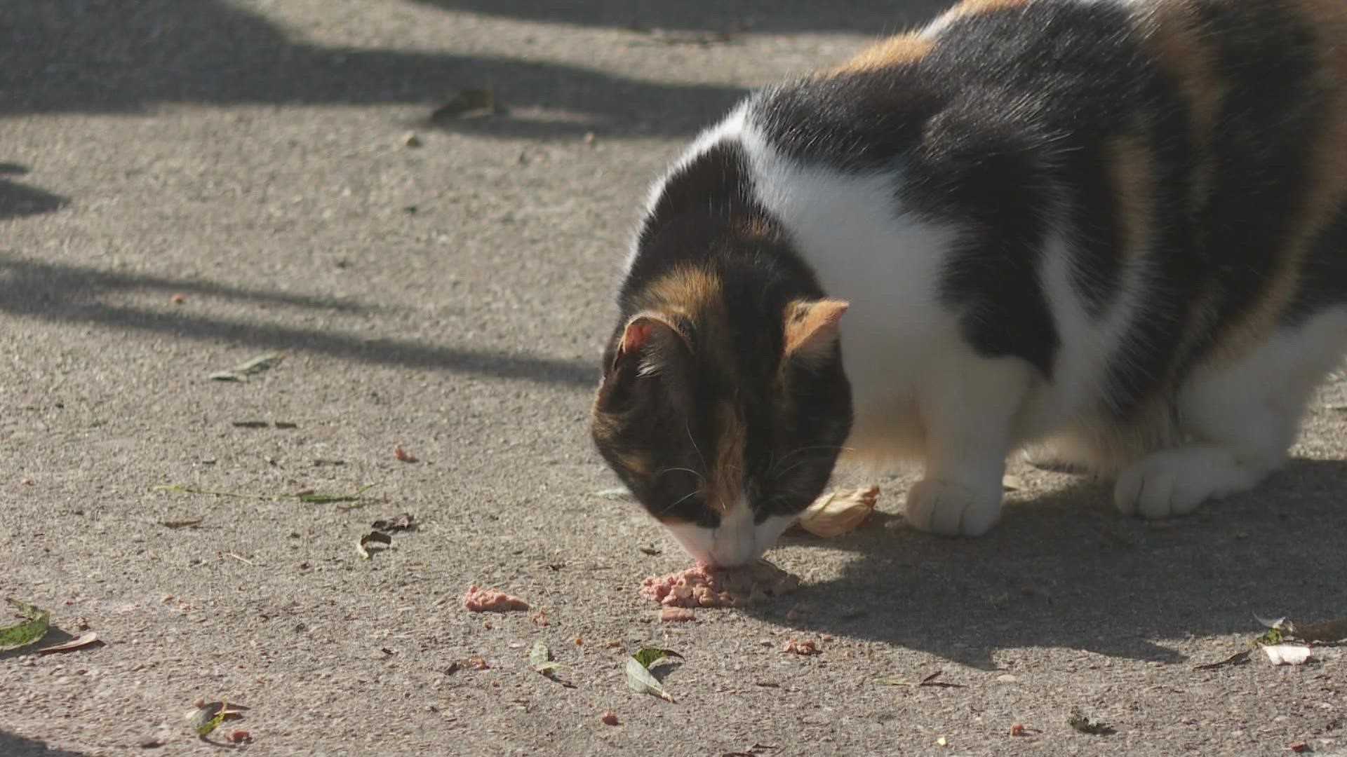 A man who takes care of cats in poor condition says he has several that are missing, more than a dozen of which were taken and dropped off across town.