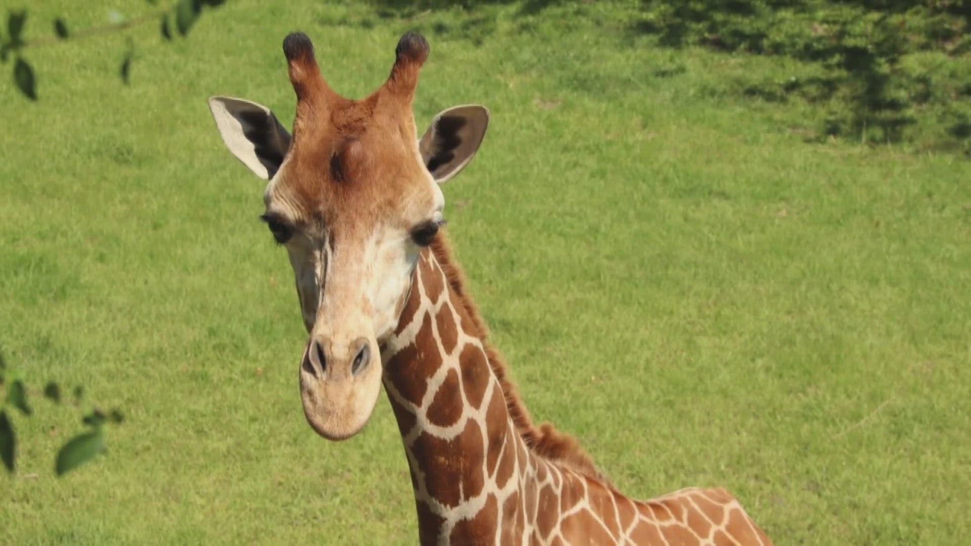 A private Louisiana zoo says that federal regulators overreached last week when they took away an ailing giraffe.