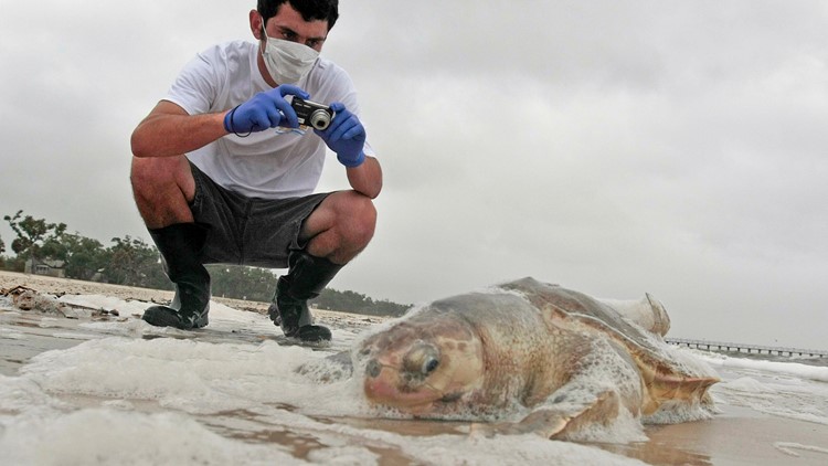1st sea turtle nest found on Mississippi beach since 2018
