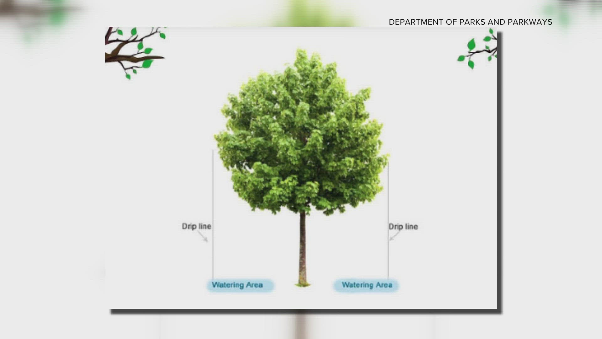 “But these trees ... At this point, they may have just shut down their foliage, and they may possibly recover,” said horticulturalist Dan Gill.