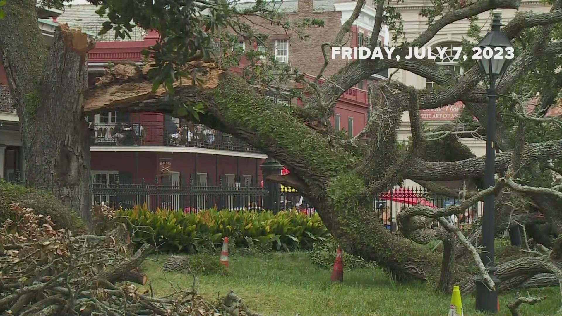 The city is continuing to look into the situation surrounding the large oak tree that snapped in Jackson Square Friday, critically injuring a teen.