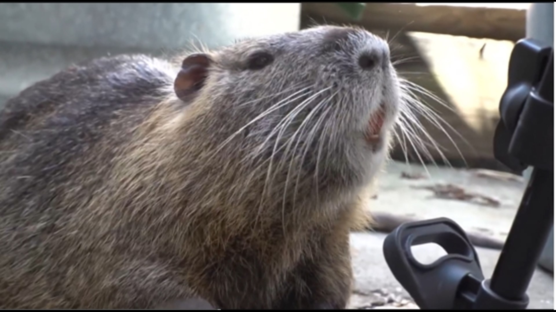 The 2-year-old Nutria, named Neuty, has become a local celebrity in his Jefferson Parish community.