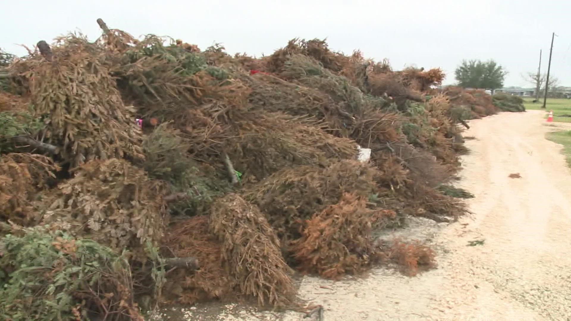 Would doing something like the annual Christmas tree project with storm debris help build up the coastline?