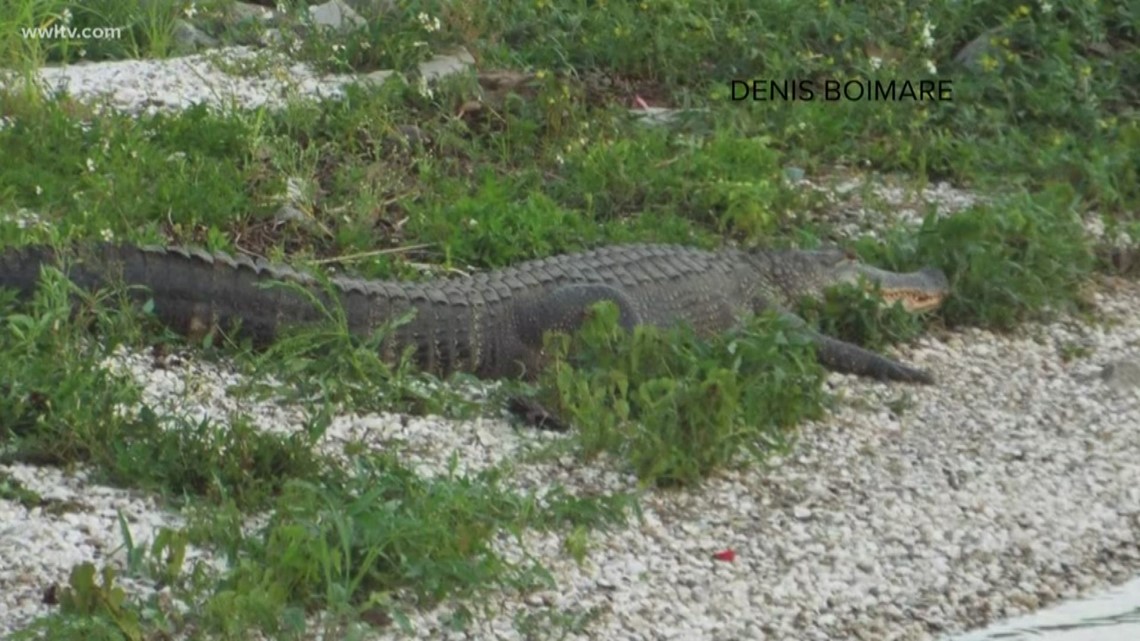 'Bonnabel Social Club' says watch out for alligators near Lake