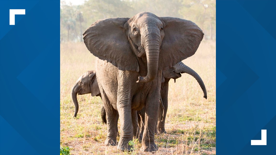 Poaching is on the rise in Africa - Vimarsana News