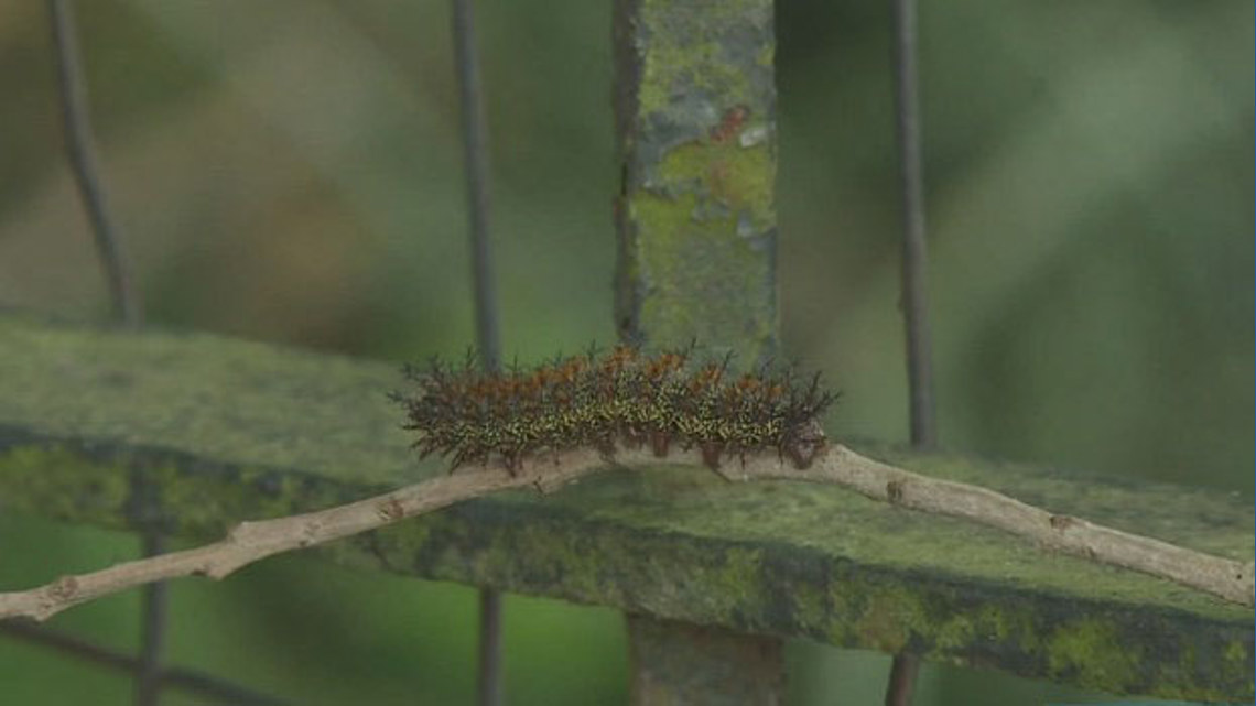 Buck moth season is here. What you should know.