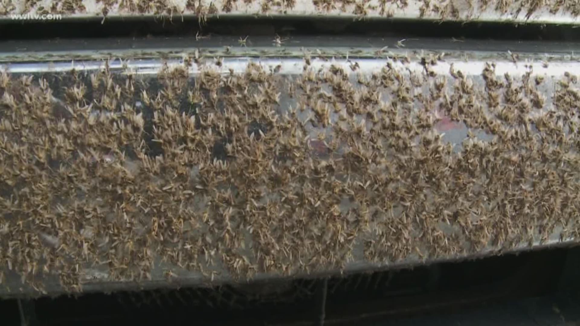 It's being called one of the worst, if not the worst swarm of bugs on the Causeway.