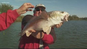 fish and game report louisiana