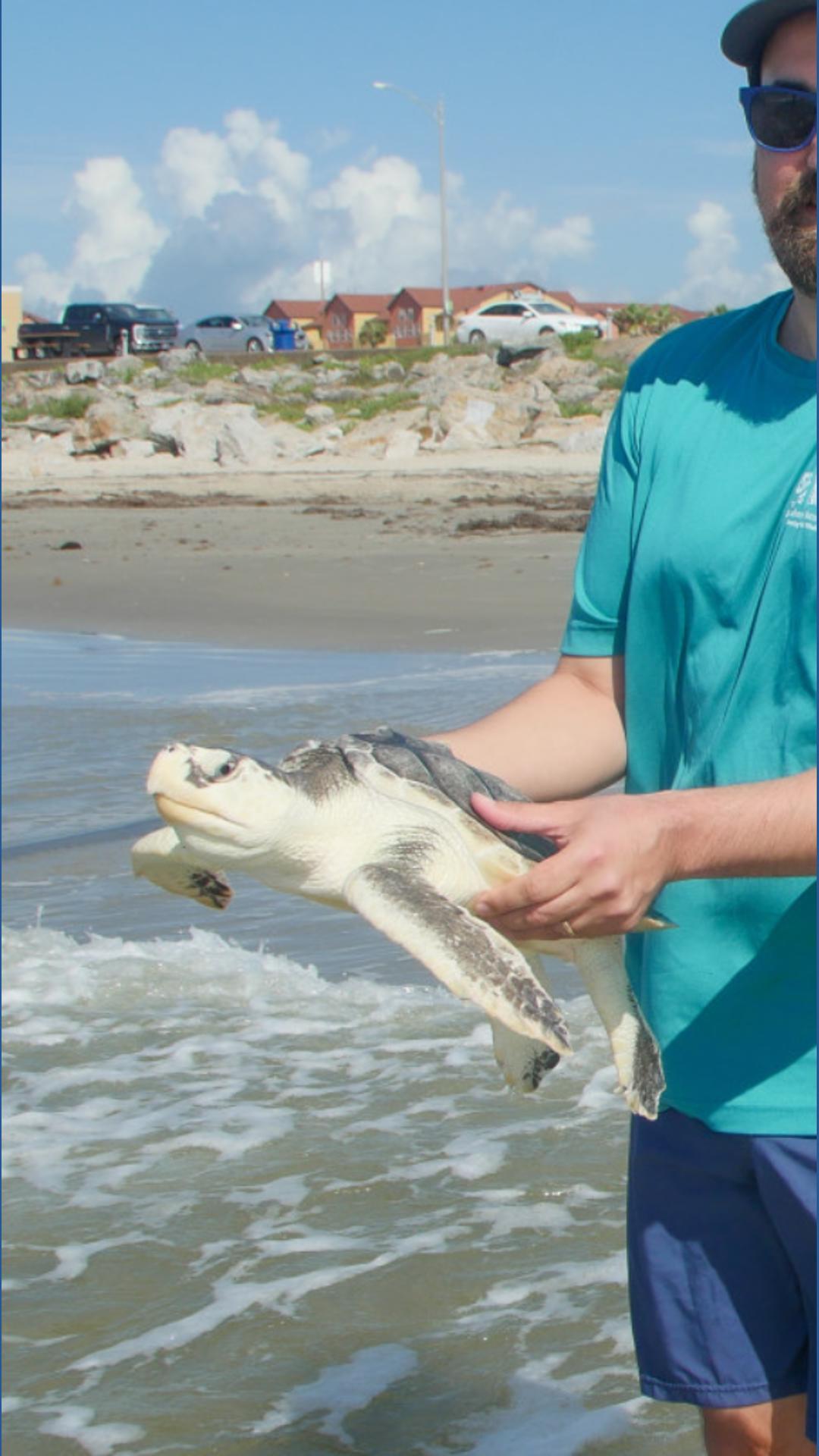 3 sea turtles returned to Gulf after rehab at Audubon Aquarium Rescue ...
