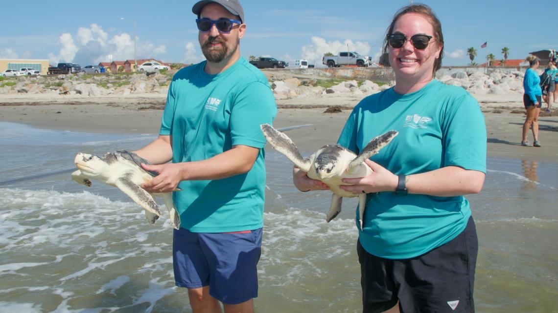 3 sea turtles returned to Gulf after rehab at Audubon Aquarium Rescue ...
