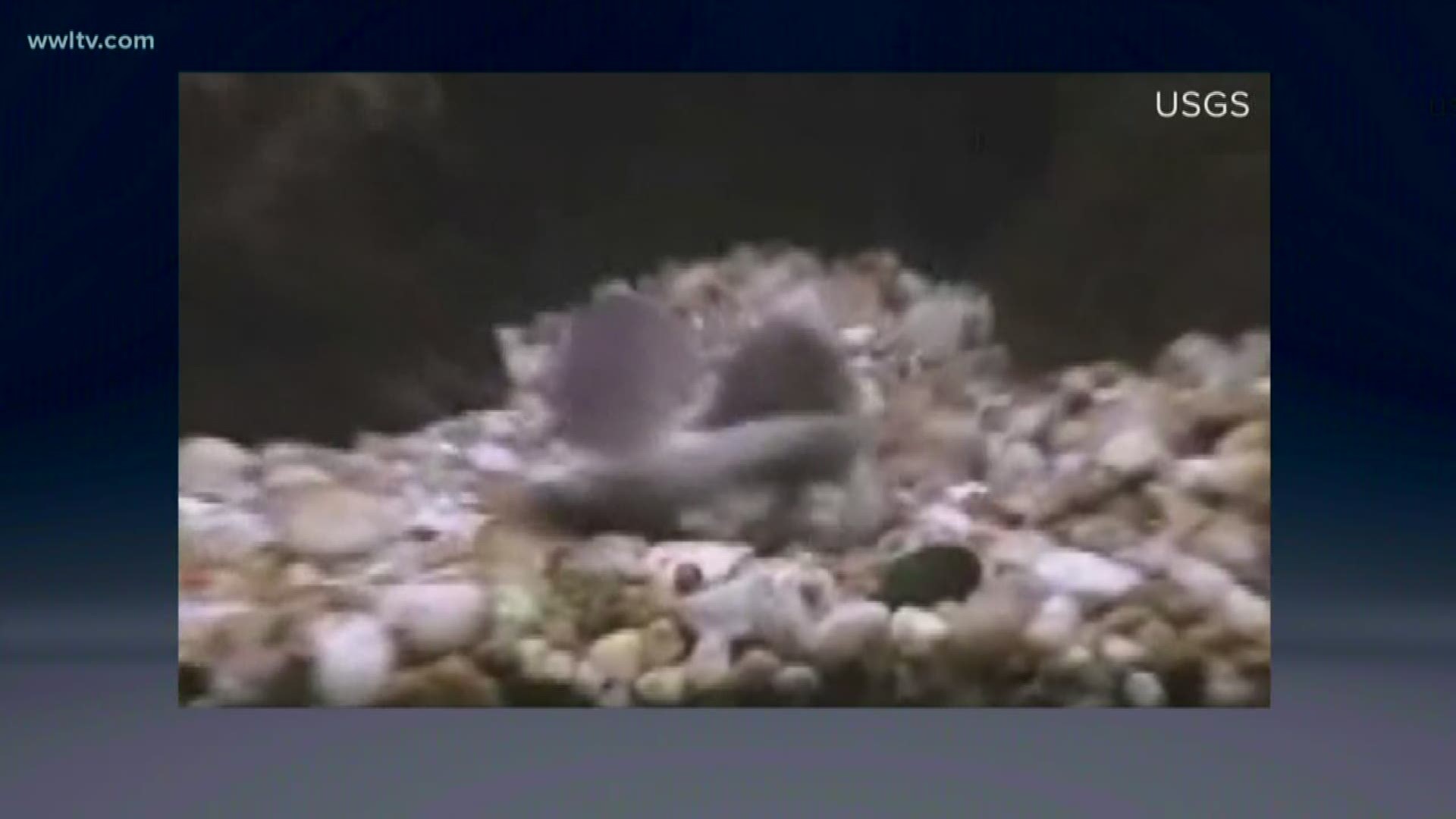 Invasive Asian swamp eels found in Bayou St. John