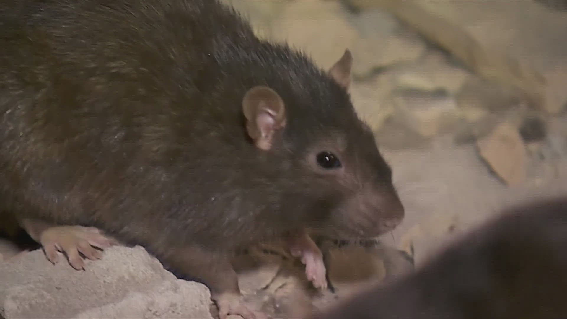 Experts from all over the U.S. and Canada gathered for the first ever 'Rat Summit'. The group is brainstorming ideas for controlling rat populations in urban areas.