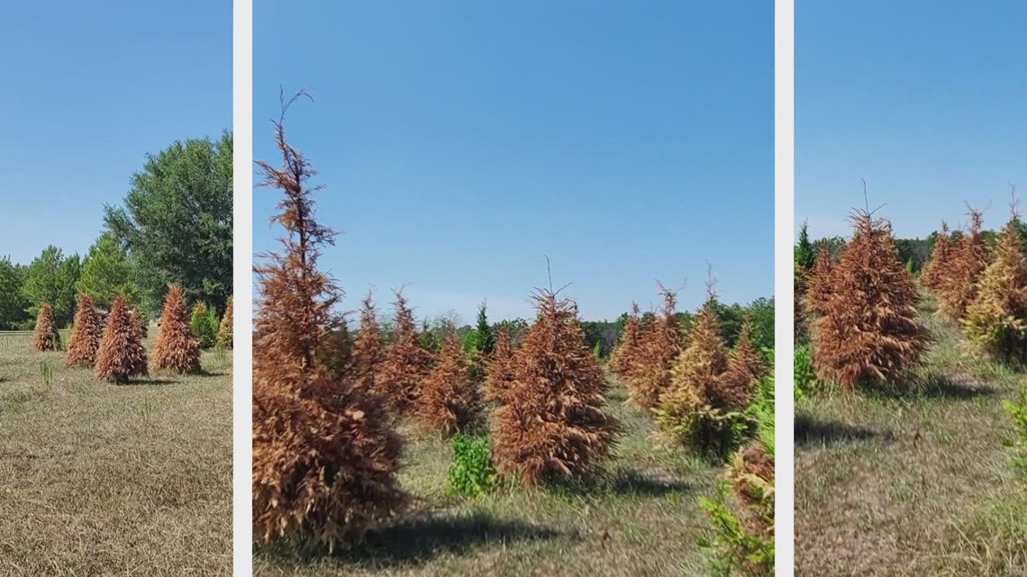 Northshore Christmas tree crop killed by drought