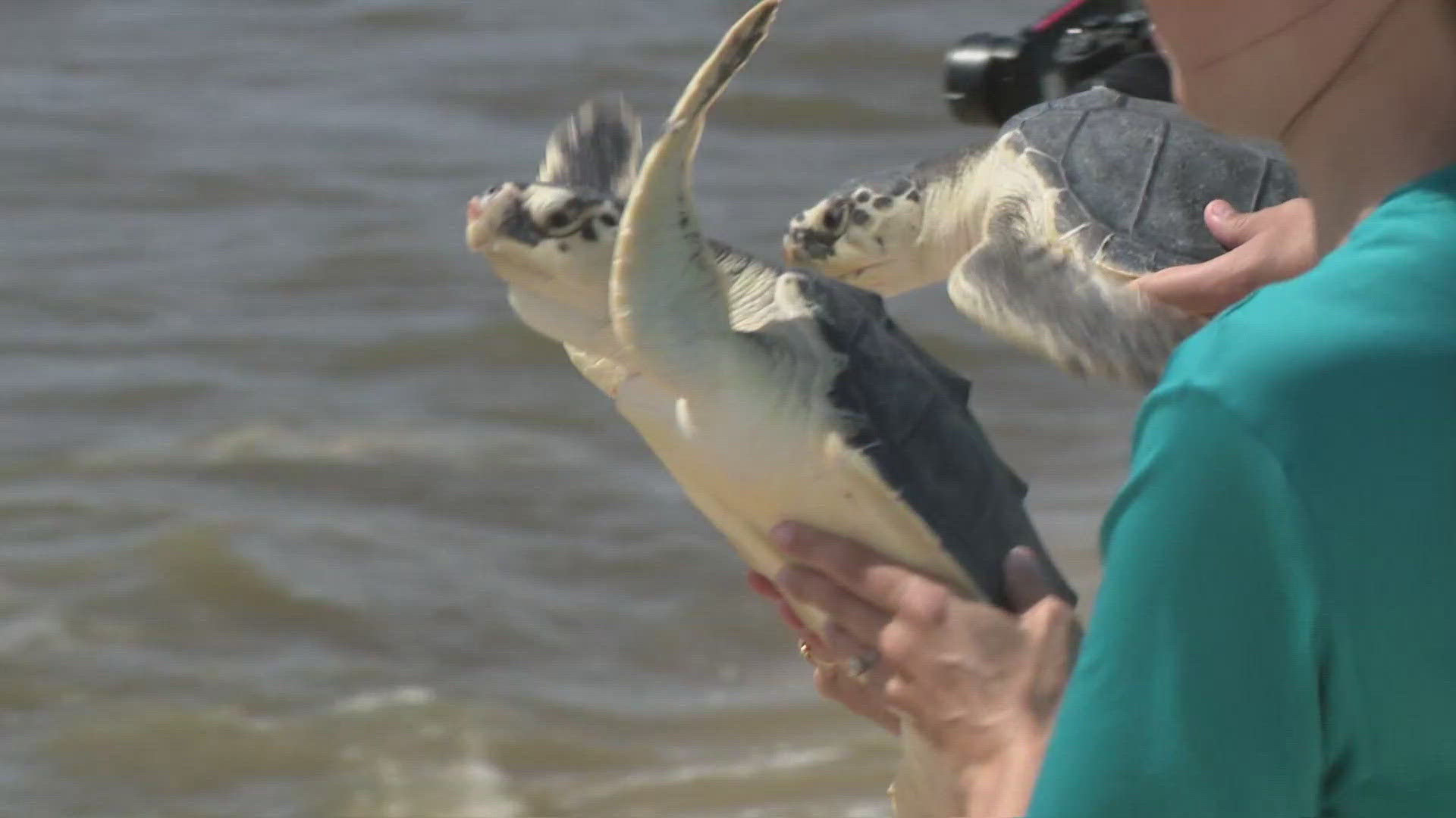 Audubon Institute returns sea turtles to Gulf | wwltv.com
