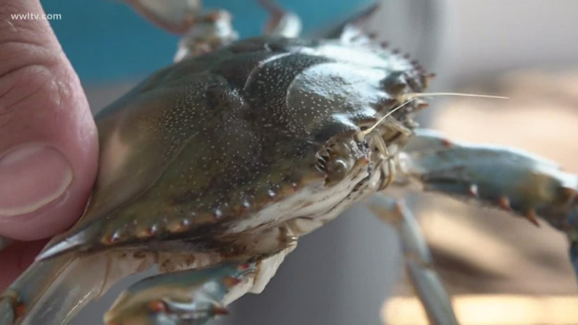 Crab meat prices make some of your favorite dishes costly