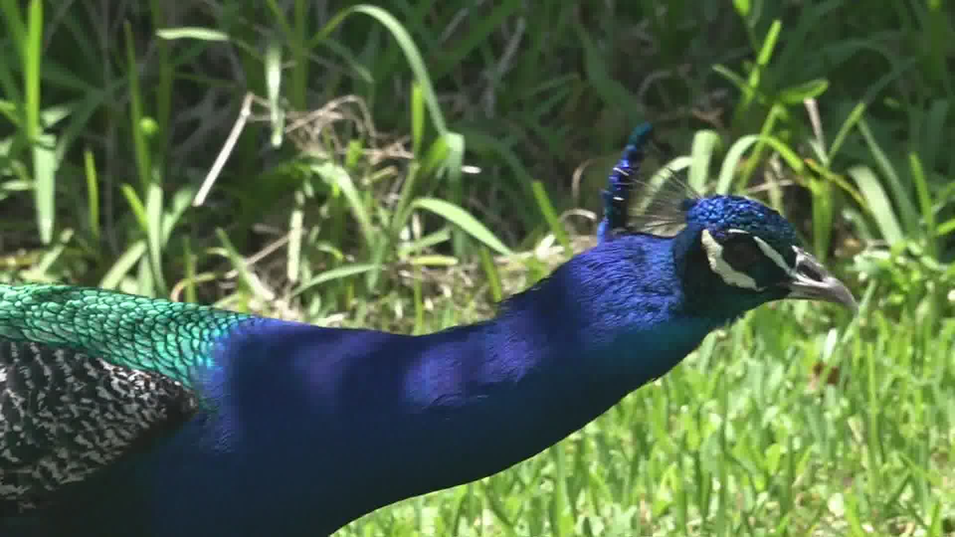 "He's just beautiful," said Carolyn Savage who is new to New Orleans and the neighborhood. "I said this is truly New Orleans when you see a peacock."