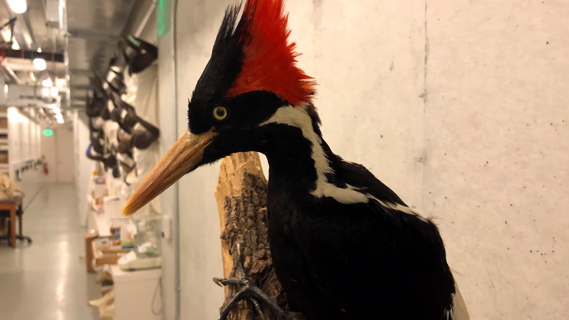 Is North Americas Largest Woodpecker Extinct 9731