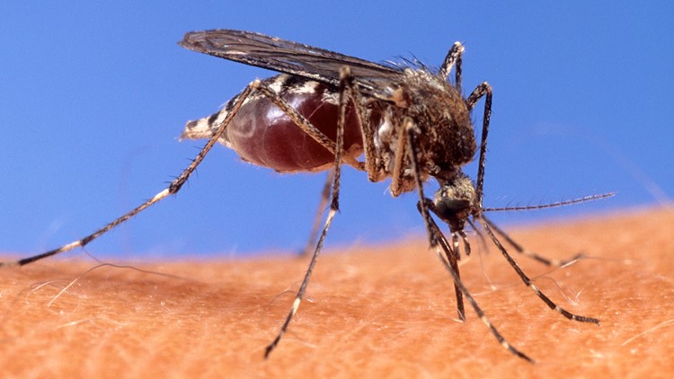 Louisiana No. 4 in rate of dangerous West Nile virus cases