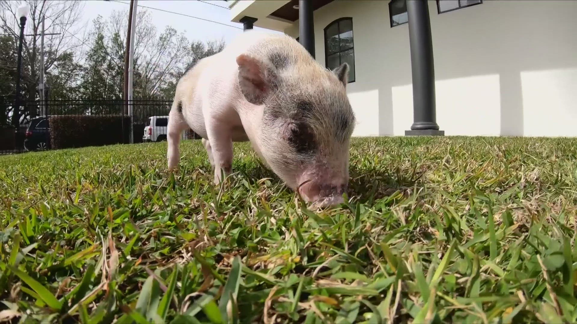 The Humane Society of Louisiana says a piglet was rescued during carnival after they say people were tossing it around.