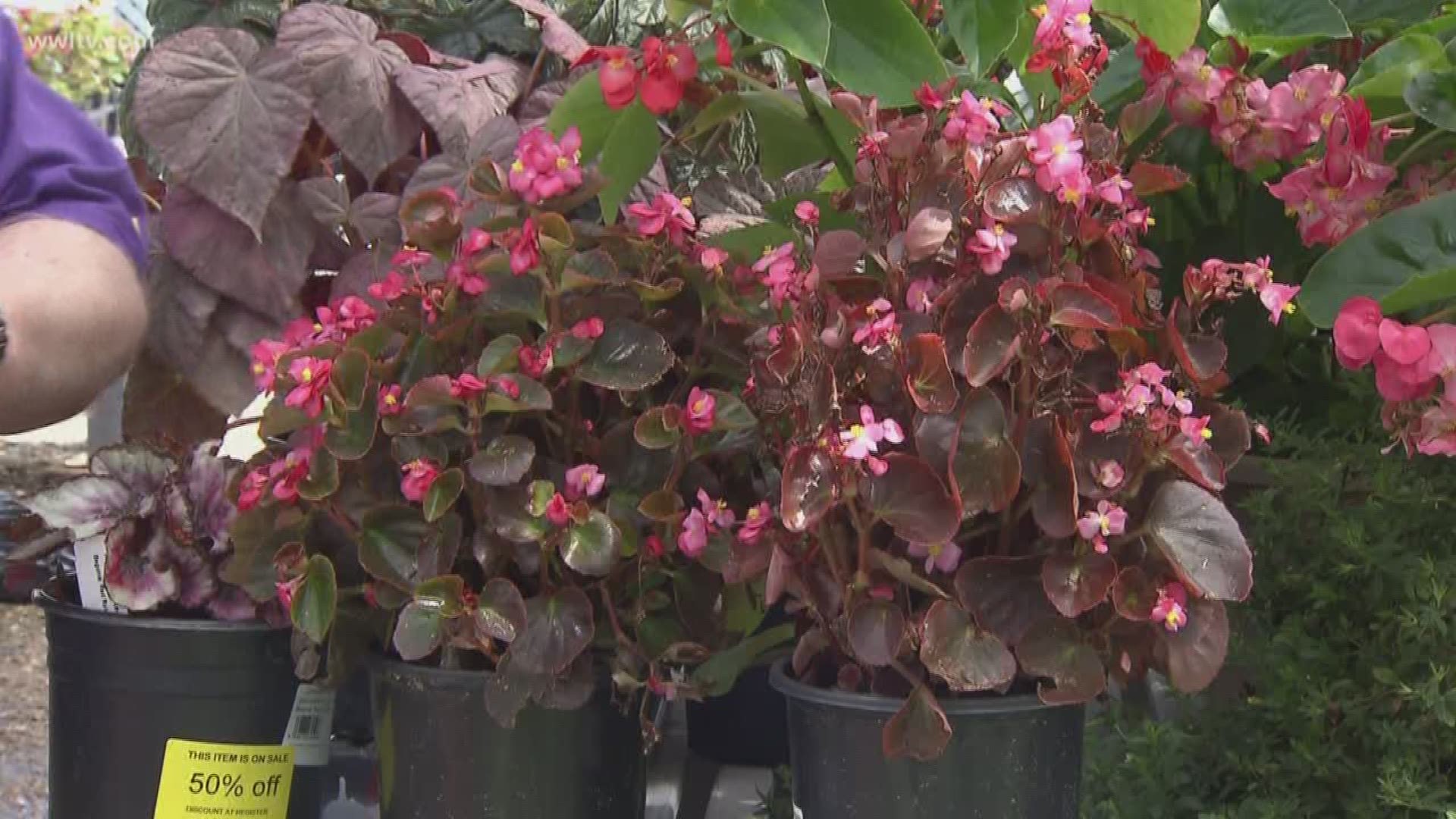 Dan Gill explains some different types of Begonias you can choose for your landscape.