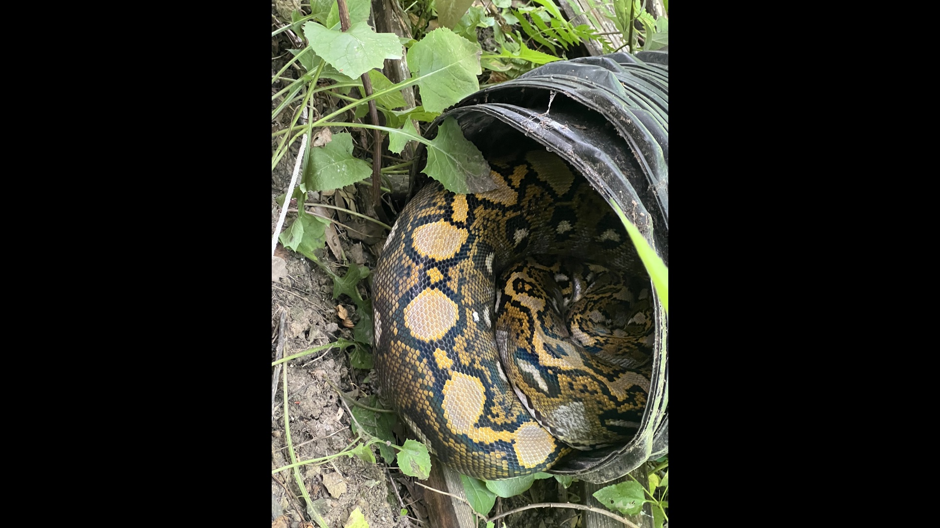 Houma man finds giant python in backyard | wwltv.com