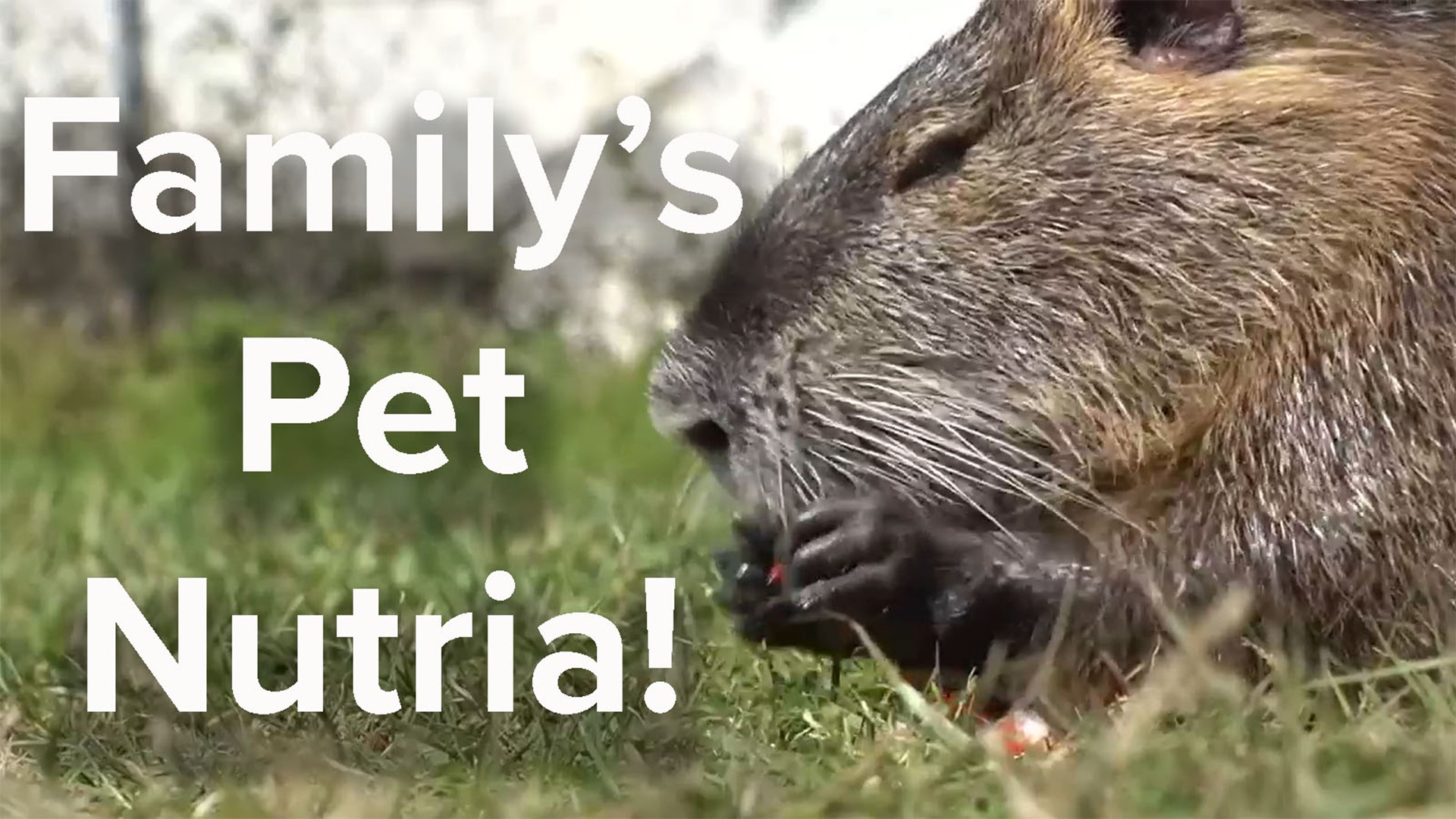 The 2-year-old nutria, Neuty, goes to work with the Lacoste family at Dennis' Seafood in Metairie.