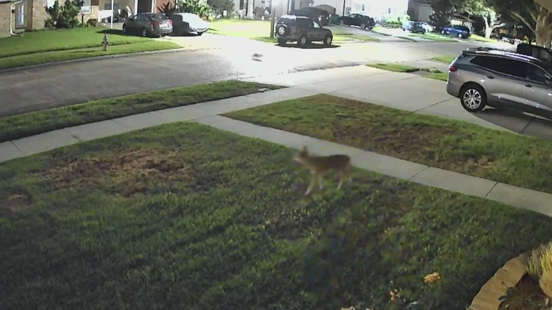 Jefferson Parish official hosted an information event to help residents deal with growing coyote encroachment in Jefferson Parish.